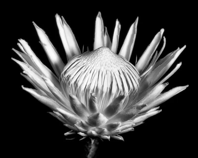 Black and white close-up of protea flower